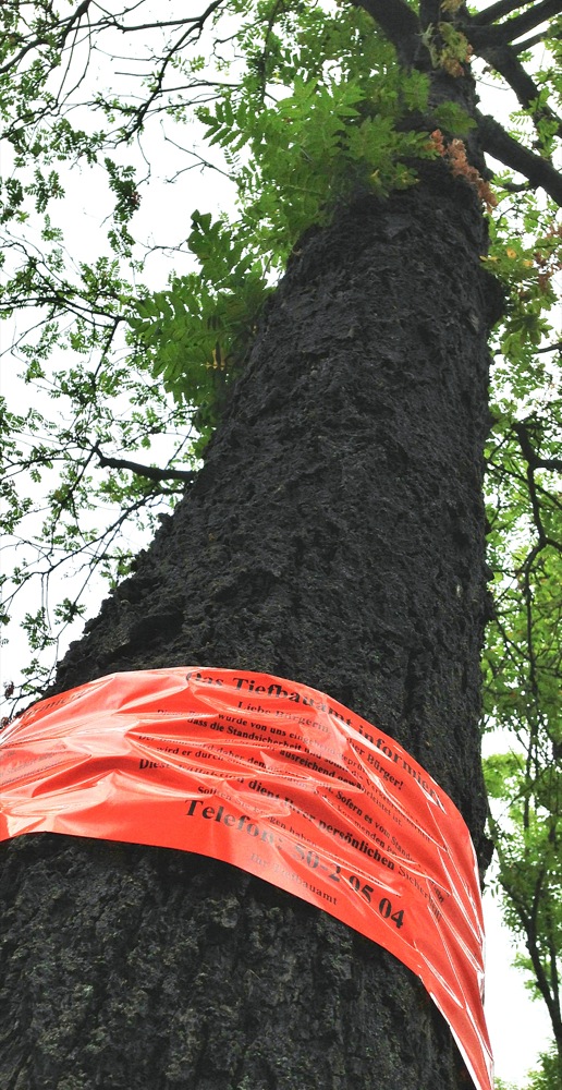 Baumfällaktion in der Nordstadt