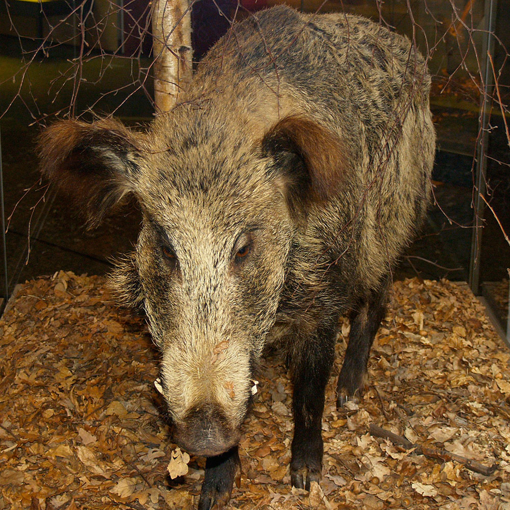 Naturkundemuseum - Dauerausstellung  „Tiere im Wald“