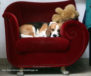 Kino im Depot, Sweet Sixteen Kino Hund Henry nimmt es gelassen