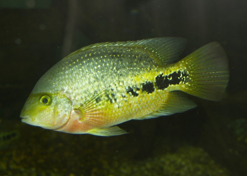 Fischbörse im Naturkundemuseum