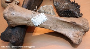 Mammut-Projekt im Museum für Naturkunde