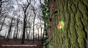 Baumfällarbeiten im Fredenbaumpark