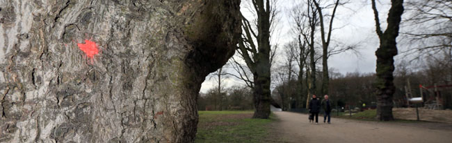 Baumfällarbeiten im Fredenbaumpark