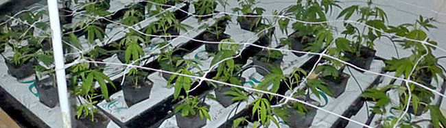 Professionelle Cannabis-Plantage in 2 ½ Zimmerwohnung entdeckt