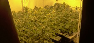 Professionelle Cannabis-Plantage in 2 ½ Zimmerwohnung entdeckt