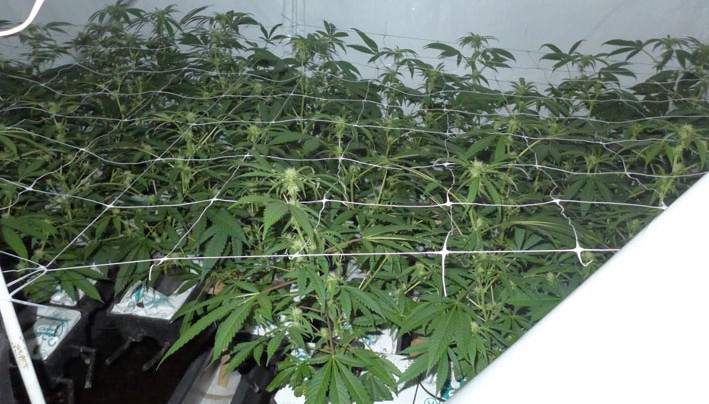 Professionelle Cannabis-Plantage in 2 ½ Zimmerwohnung entdeckt