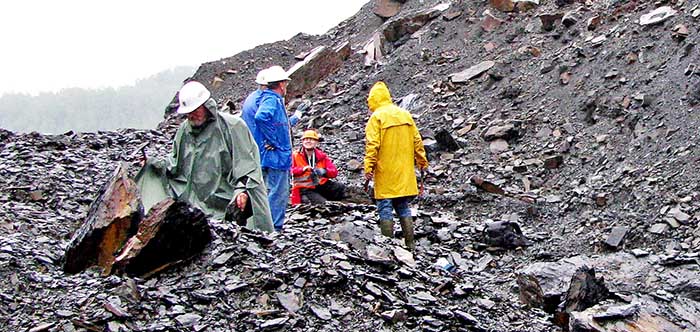 Im Steinbruch Piesberg konnten die Exkursionsteilnehmer selbst Fossilien von Pflanzen aus der Karbon-Zeit aus dem Gestein freilegen.
