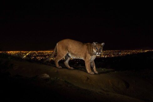19_Steve Winter - NSB World Press Photo