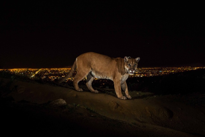19_Steve Winter - NSB World Press Photo