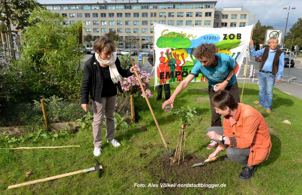 Die Bürgerinitiative „Garten statt ZOB" hat auf der Nordseite des Hauptbahnhofs vor drei Jahren symbolisch einen Garten angelegt. Foto: Alex Völkel