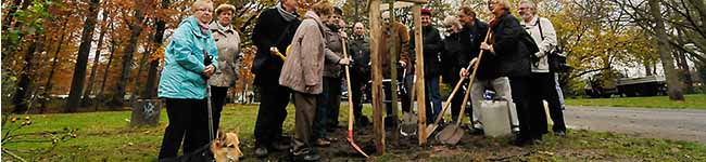 Eine Traubeneiche, Baum des Jahres 2014, pflanzt am 20 November der Freundeskreis Fredenbaumpark nahe des Eingangsbereichs an der Schützenstraße. Traditionell spendiert der Freundeskreis den Baum des Jahres und erweitert somit den Baumlehrpfad.