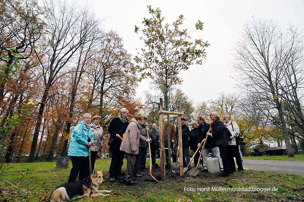 Eine Traubeneiche, Baum des Jahres 2014, pflanzt am 20 November der Freundeskreis Fredenbaumpark nahe des Eingangsbereichs an der Schützenstraße. Traditionell spendiert der  Freundeskreis den Baum des Jahres und erweitert somit den Baumlehrpfad.