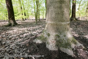 Überschwemmung in Brügmanns Hölzchen im Hoeschpark ist beseitigt. Der helle Streifen an den Bäumen zeigt wie hoch das Wasser gestanden hat