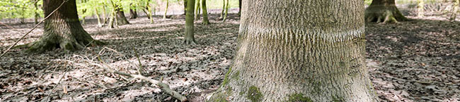 Überschwemmung in Brügmanns Hölzchen im Hoeschpark ist beseitigt. Der helle Streifen an den Bäumen zeigt wie hoch das Wasser gestanden hat