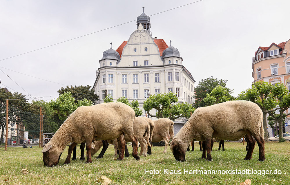 Kunstaktion: NOToperation, Schafe auf dem Borsigplatz von Frank Bölter