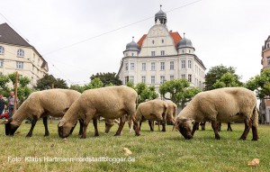 Kunstaktion: NOToperation, Schafe auf dem Borsigplatz von Frank Bölter