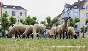 Kunstaktion: NOToperation, Schafe auf dem Borsigplatz von Frank Bölter