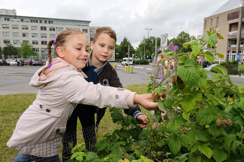 Kinder, die auf einen Bus warten ernten ein paar reife Himbeeren. Foto: Martina Hengesbach