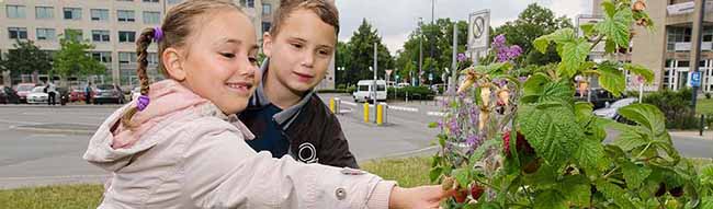 Kinder, die auf einen Bus warten ernten ein paar reife Himbeeren. Foto: Martina Hengesbach