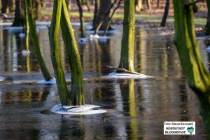 Der Hoeschpark steht teilweise schon wieder unter Wasser. Foto: Simon Bierwald