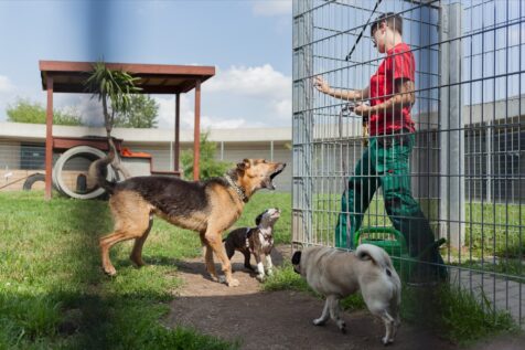 Bachelor-Fotoausstellung -Tausend-Hunde-Manuela-Doerr-5