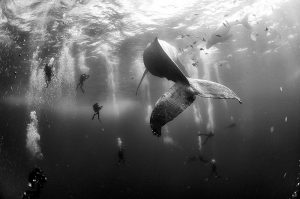 Anuar Patjane Floriuk, Mexico, 2015, Whale Whisperers
