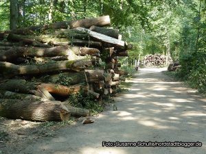 Abholzaktion im Hoeschpark. Foto: Susanne Schulte