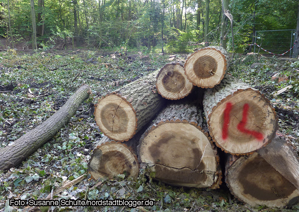 Abholzaktion im Hoeschpark. Foto: Susanne Schulte