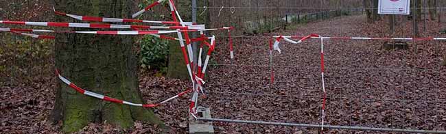 Jetzt sind alle wackeligen Bäume abgesägt, aber der Wald ist immer noch gesperrt und immer noch nicht ist klar, wann die Aufforstung beginnt.