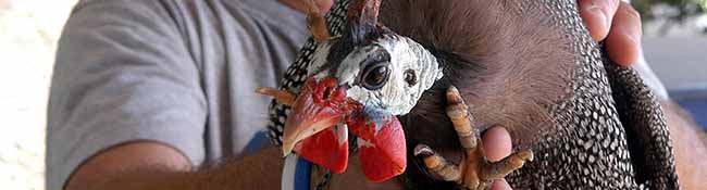 Wegen Vogelgrippefällen mussten die 800 Dortmunder Geflügelhalter ihre Tiere im Stall halten.