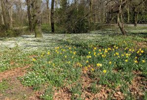 Ein Meer von weißen Schlüsselblumen und leuchtend gelbe Narzissen laden zu einem Frühlingsbesuch ein.