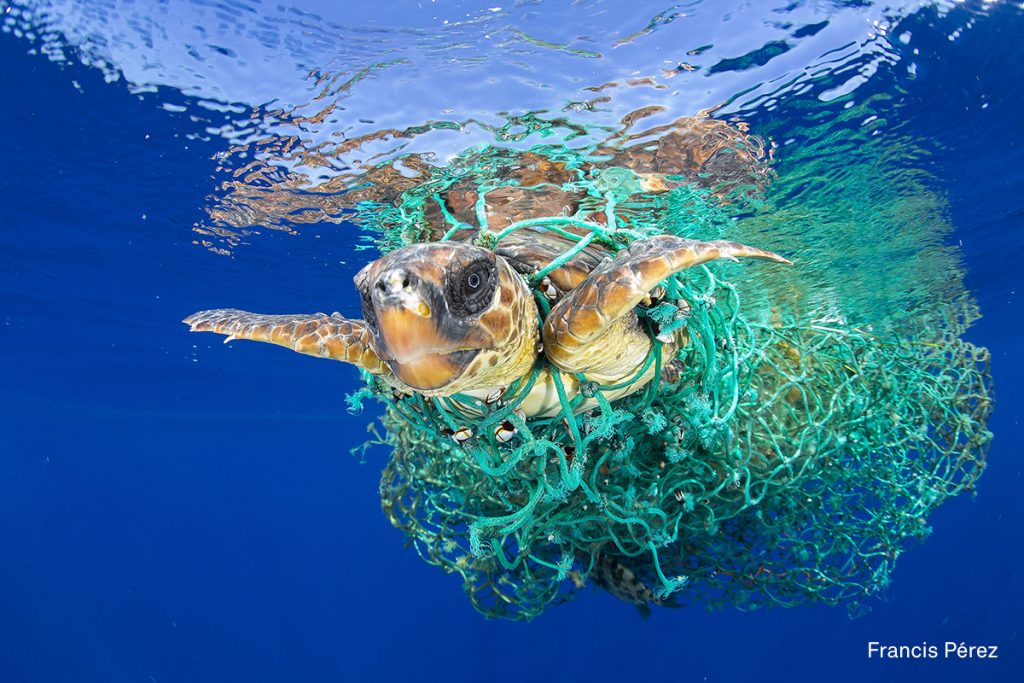 A sea turtle entangled in a fishing net swims off the coast of Tenerife, Canary Islands, Spain, on 8 June 2016. Sea turtles are considered a vulnerable species by the International Union for Conservation of Nature. Unattended fishing gear is responsible for many sea turtle deaths.