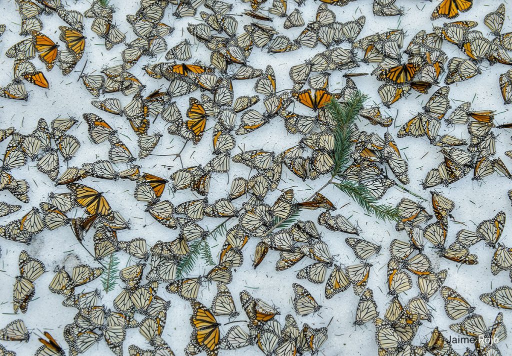 A carpet of monarch butterflies covers the forest floor of El Rosario Butterfly Sanctuary, in Michoacán, Mexico, on 12 March, after a strong snow storm hit from 8 to 9 March, 2016. The storm hit the mountains of Central Mexico, creating havoc in the wintering colonies of monarch butterflies just as they were starting their migration back north to the USA and Canada. Climate change is creating an increase of these unusual weather events, representing one of the biggest challenges for these actually resilient insects during their hibernation.