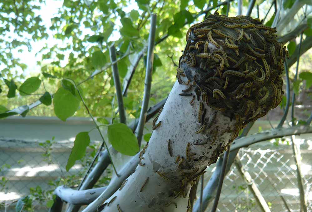 Spinnen sich zum Schutz gegen Feinde ein: Raupen der Gespinstmotte, die befallene Pflanzen nahezu kahl fressen. Foto: Umweltamt/Stadt Dortmund