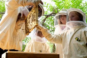 Auch die Bienenzucht und Haltung ist am Dietrich-Keuning-Haus ein Thema. Foto: Stefan Tuschy