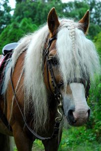 Haflinger Winnie ist am 9. Juli dabei. Foto: Anne Monetha