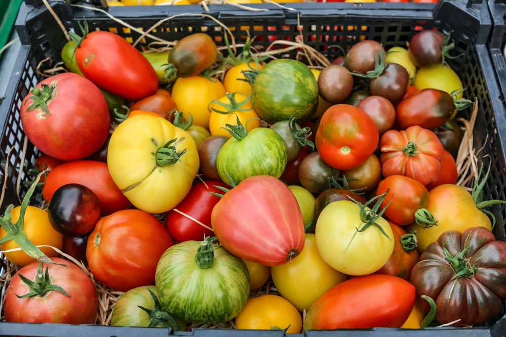 In Grevel werden alte Tomatensorten angebaut und verkauft.