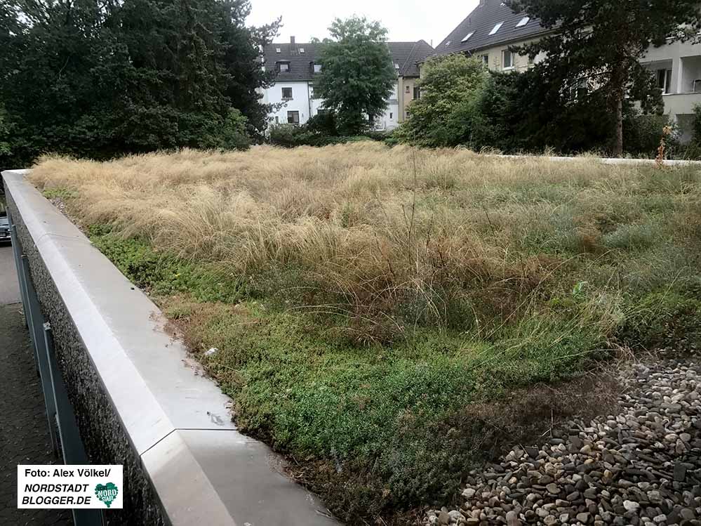 Dachbegrünungen können haben positive Auswirkungen auf das Mikroklima haben. Foto: Alex Völkel