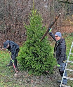 Kräftig zupacken mussten die Männer vom Tiefbauamt bei der Fichten-Pflanzung. Der Baum kann 60 m hoch und 600 Jahre alt werden.