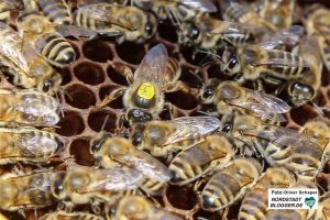 Für Bienen gibt es immer weniger Flächen. In Scharnhorst soll sich das ändern.