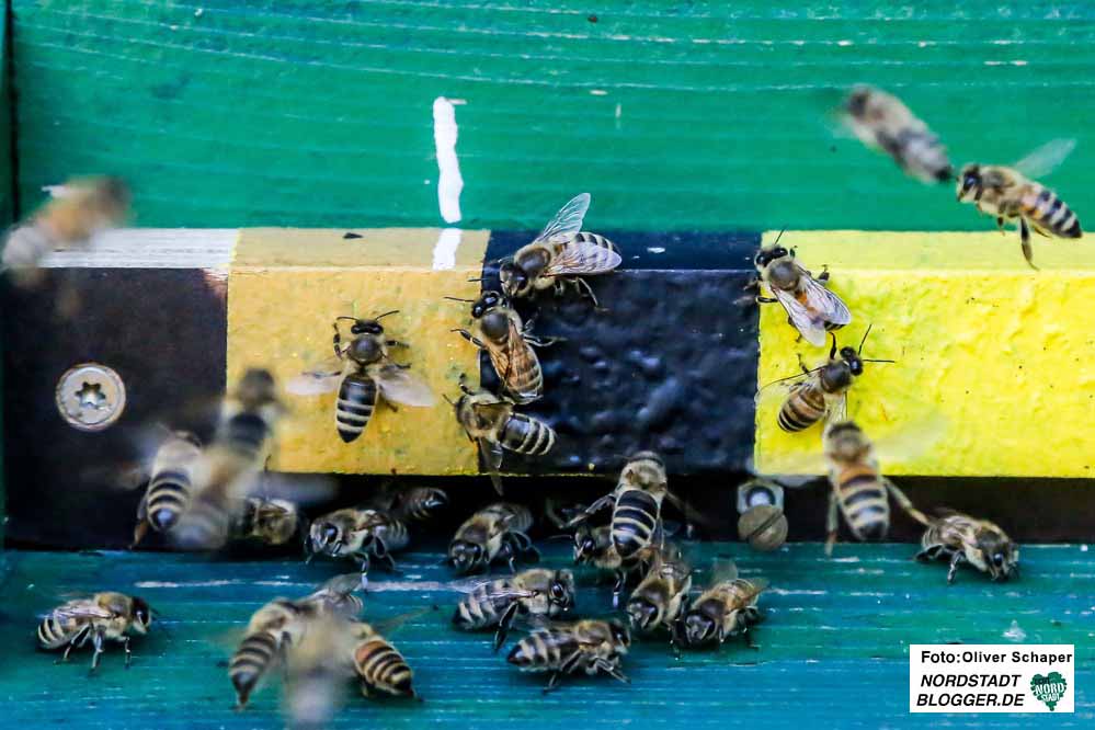 Bienen sorgen nicht nur für Honig, sondern spielen eine entscheidende Rolle für das Pflanzenwachstum.