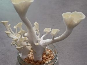 Pilze selber züchten im Workshop