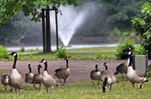 Im Fredenbaumpark gibt es eine „Invasion“ von 200 Kandagänsen. Archivbilder: Oliver Schaper