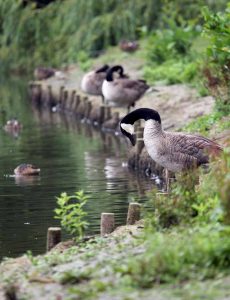 Im Fredenbaumpark gibt es eine „Invasion“ von 200 Kandagänsen. Archivbilder: Oliver Schaper