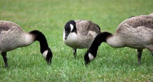 Die Gänse fressen die Grasnarbe ab und koten die Festwiese voll. 