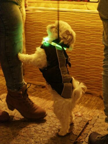 Fredenbaum Weihnachtsmarkt 2017_EM19345_dofoto_nsb (61)