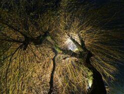 Fredenbaum Weihnachtsmarkt 2017_EM19345_dofoto_nsb (97)