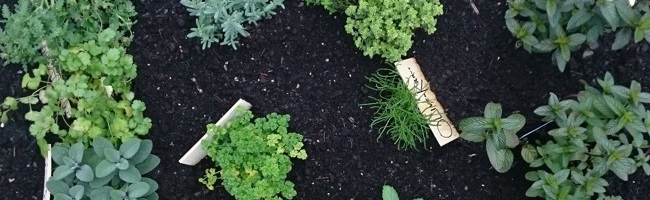 Die Urbanisten haben für den Sommer am U einen Garten gestaltet. Foto: Florian Kohl, Ausschnitt