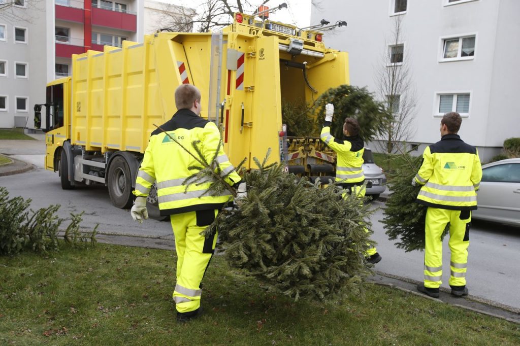 Die EDG sorgt wieder für die Entsorgung von Weihnachtsbäumen. 