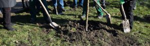 Pflanzung Koribiniansapfelbaum Fredenbaumpark